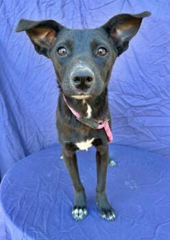 Rescue Terrier and Mixed Breed Dogs for Adoption in Morton Grove, Illinois - Todd | PetCurious