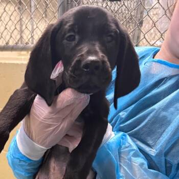 Cornerstone -  Mixed Breed Dog for Adoption in Charleston, West Virginia - Cornerstone | PetCurious