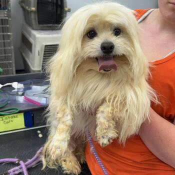 Mixed Breed Dogs Available for Adoption in Fredericksburg, Virginia - Shaggy | PetCurious