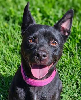 Luna -  Husky and Pit Bull Terrier Dog for Adoption in Woodbridge, Connecticut - Luna | PetCurious