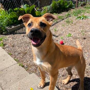 Yellow Labrador Retriever and Corgi Dogs Available for Adoption - Radish D11405 | PetCurious