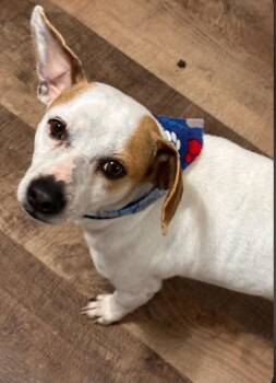 Firulai -  Dachshund and Jack Russell Terrier Dog for Adoption in Houston, Texas - Firulai | PetCurious