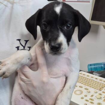 Fire Sauce -  Retriever and Mixed Breed Dog for Adoption in Cleveland, Mississippi - Fire Sauce | PetCurious
