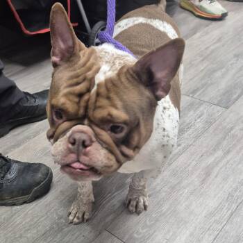 American Bulldog and Mixed Breed Dogs Available for Adoption in Newark, New Jersey - Florence | PetCurious