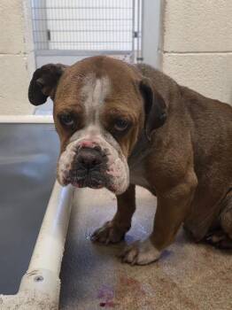 English Bulldog and Boxer Dogs Available for Adoption in Millcreek, Utah - Sylvia | PetCurious