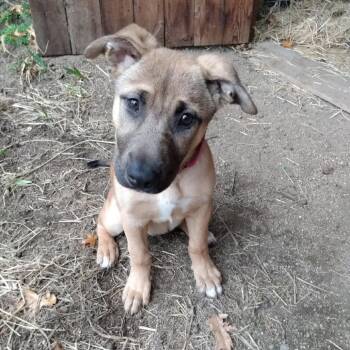 Rescue Shepherd and Mixed Breed Dogs for Adoption in Ashland, Oregon - Jessie | PetCurious