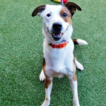 Hank -  Border Collie and Mixed Breed Dog for Adoption in Brentwood, Missouri - Hank | PetCurious