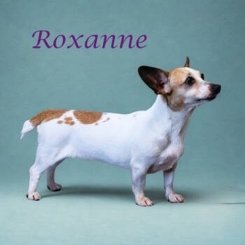Rescue Chihuahua and Dachshund Dogs for Adoption in Lebanon, Tennessee - Roxanne D25-118 | PetCurious