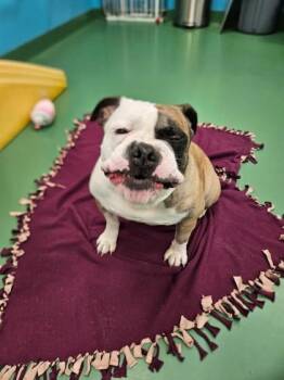 Bob the Builder -  American Bulldog and Mixed Breed Dog for Adoption in Westland, Michigan - Bob The Builder | PetCurious