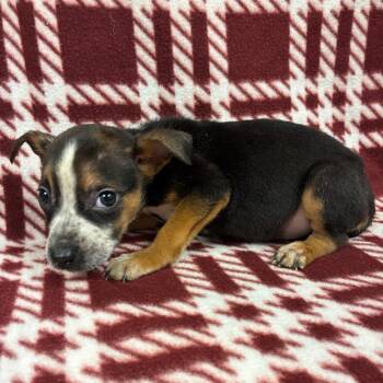 Terrier Dogs Available for Adoption - Fanny | PetCurious