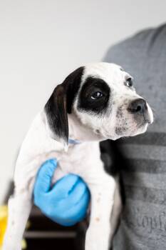 Hound Dogs Available for Adoption in Brighton, Colorado - 354-26 | PetCurious