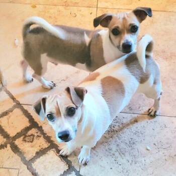 Speedy -  Chihuahua and Jack Russell Terrier Dog for Adoption in Glendale, Arizona - Speedy | PetCurious