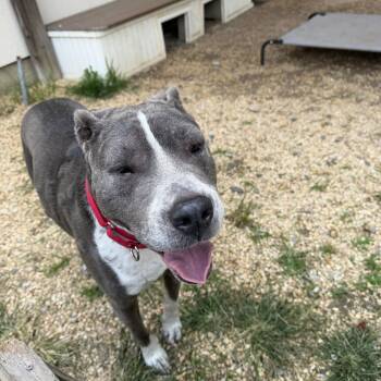 Zeus -  Pit Bull Terrier and Mixed Breed Dog for Adoption in Newark, New Jersey - Zeus | PetCurious