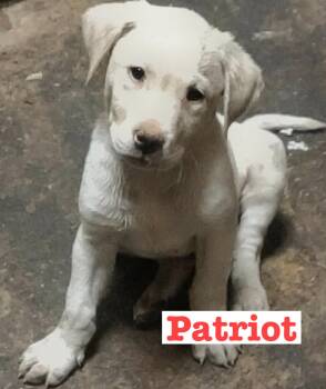 Patriot -  Yellow Labrador Retriever Dog for Adoption in Munising, Michigan - Patriot | PetCurious