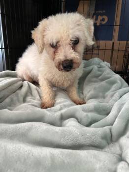 Bichon Frise Dogs Available for Adoption in Pine Grove, Pennsylvania - Moxi | PetCurious