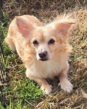 Jolly -  Chihuahua and Terrier Dog for Adoption in Little Rock, Arkansas - Jolly | PetCurious