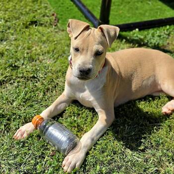 Rayne -  Pit Bull Terrier Dog for Adoption in Bostic, North Carolina - Rayne | PetCurious