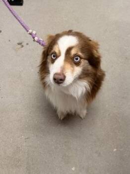 Blue Ivy FKA Kona -  Australian Shepherd and Mixed Breed Dog for Adoption in West Chester, Pennsylvania - Blue Ivy FKA Kona | PetCurious