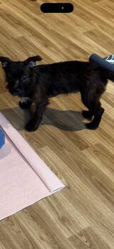 Yorkshire Terrier and Boston Terrier Dogs Available for Adoption - Irving | PetCurious