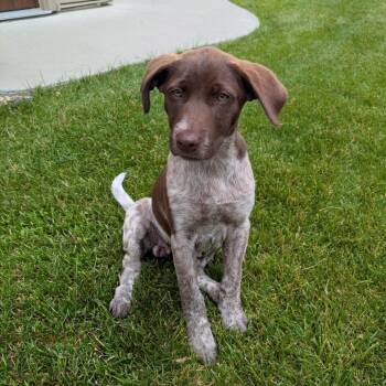 Sequoia -  Pointer and Mixed Breed Dog for Adoption in Rochester, Minnesota - Sequoia | PetCurious