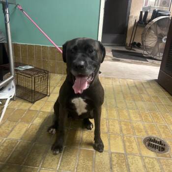 Griselda -  Labrador Retriever and Mixed Breed Dog for Adoption in San Gabriel, California - Griselda | PetCurious