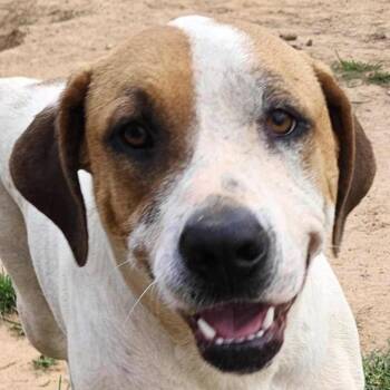 Labrador Retriever Dogs Available for Adoption in Andover, Massachusetts - Glinda | PetCurious