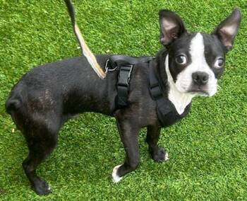 Boston Terrier Dogs Available for Adoption - ROGER | PetCurious