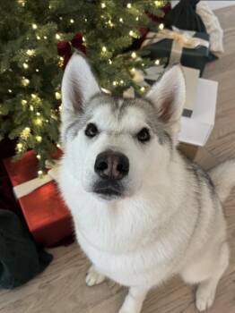 Margot -  Siberian Husky Dog for Adoption in Los Angeles, California - Margot | PetCurious