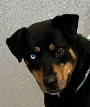 Mini Moon -  Rottweiler Dog for Adoption in Greeley, Colorado - Mini Moon | PetCurious