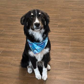 Moana -  Australian Shepherd and Great Pyrenees Dog for Adoption in Houston, Texas - Moana | PetCurious