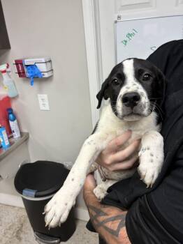 Provolone -  Terrier Dog for Adoption in Marietta, Georgia - Provolone | PetCurious