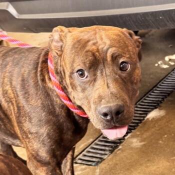 Pit Bull Terrier Dogs Available for Adoption - Sissy | PetCurious