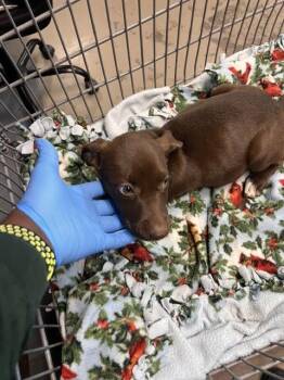 MACCHIATO -  Pit Bull Terrier and Mixed Breed Dog for Adoption in Tallahassee, Florida - MACCHIATO | PetCurious