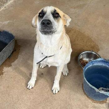 Rescue Cattle Dog and Anatolian Shepherd Dogs for Adoption in Stephenville, Texas - Weston | PetCurious