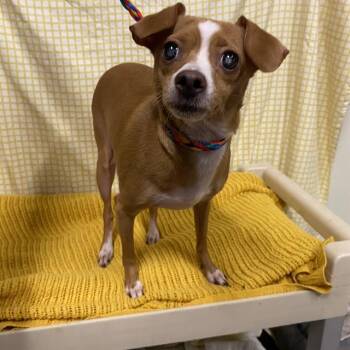 MOMMAS -  Chihuahua Dog for Adoption in Modesto, California - MOMMAS | PetCurious