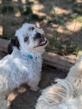 Marshmellow -  Poodle and Maltese Dog for Adoption in Santa Rosa, California - Marshmellow | PetCurious