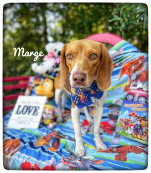 Beagle Dogs Available for Adoption in Sebring, Florida - Marge | PetCurious