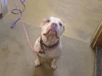 Pit Bull Terrier and American Bulldog Dogs Available for Adoption in Sacramento, California - PEDRO | PetCurious