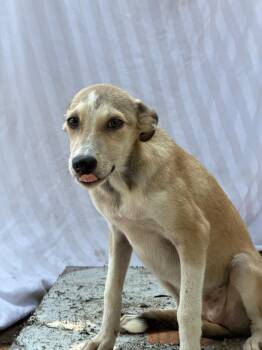 Cisne -  Labrador Retriever and Whippet Dog for Adoption in Ramona, California - Cisne | PetCurious