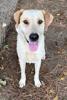 Conner -  Labrador Retriever Dog for Adoption in Little Rock, Arkansas - Conner | PetCurious