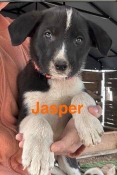 Jasper -  Shepherd Dog for Adoption in Vancouver, Washington - Jasper | PetCurious