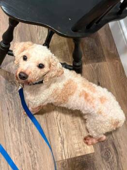 Goose -  Poodle Dog for Adoption in Harrison City, Pennsylvania - Goose | PetCurious