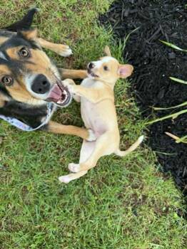 Shepherd Dogs Available for Adoption in New Albany, Ohio - Nelson Mandela (Historical Icons) | PetCurious