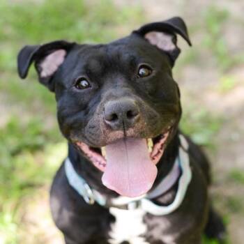 Tank -  Mixed Breed Dog for Adoption in Walker, Michigan - Tank | PetCurious