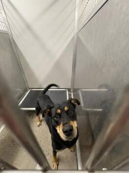 Mixed Breed Dogs Available for Adoption in West Chester, Pennsylvania - Carhartt | PetCurious