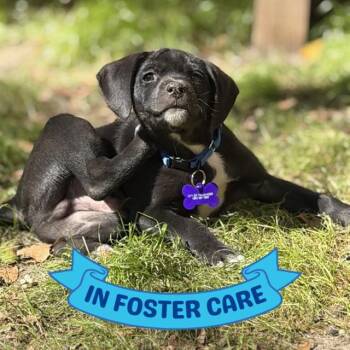 American Staffordshire Terrier and Mixed Breed Dogs Available for Adoption - ROBOCOP | PetCurious