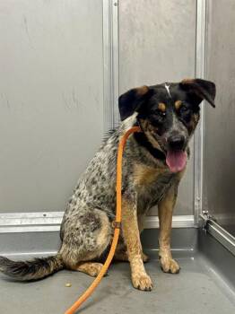 Australian Cattle Dog Blue Heeler and Mixed Breed Dogs Available for Adoption in Ontario, California - BUCKEYE | PetCurious