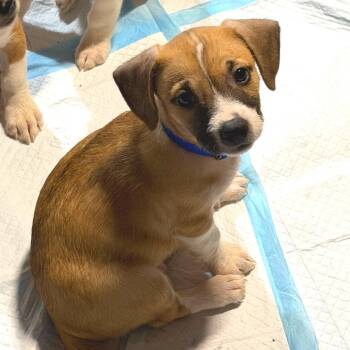 Captain Claws -  American Staffordshire Terrier and Jack Russell Terrier Dog for Adoption in Rockville, Maryland - Captain Claws | PetCurious