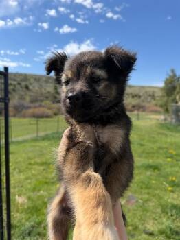 Spectacles -  Mixed Breed Dog Available for Adoption in Wilsall, Montana - Spectacles | PetCurious