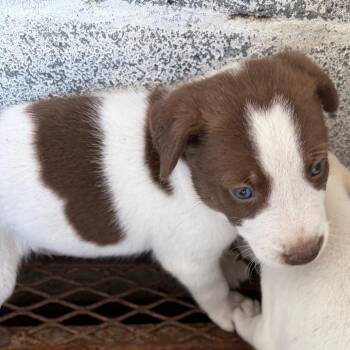 Morris -  Shepherd and Mixed Breed Dog for Adoption in Edinburg, Texas - Morris | PetCurious